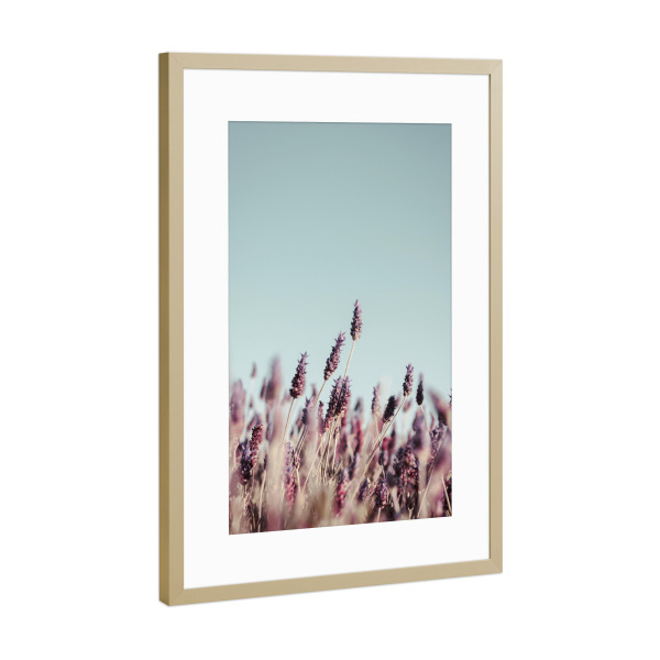 Poster mit Rahmen Gold "Lavender Field" artboxONE - Floral - Lavendel,Floral,Blume,Lavendelfeld