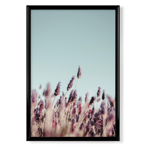 Lavender Field