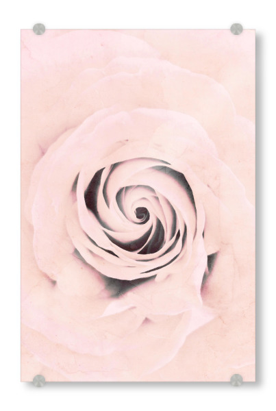 Acrylglasbild "Pure Rose" artboxONE - Floral - Rose,Pink,Floral,Flower,Nature,Abstract,Macro