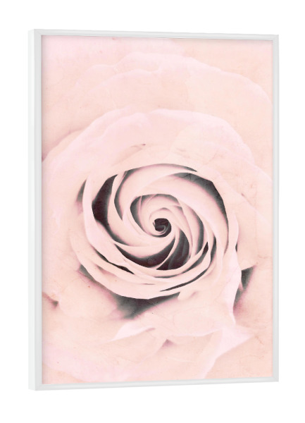 Poster mit weißem Rahmen "Pure Rose" artboxONE - Floral - Rose,Pink,Floral,Flower,Nature,Abstract,Macro