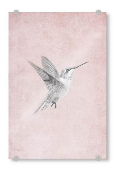 Acrylglasbild "Vintage Kolibri" artboxONE - Natur,Tiere,Abstrakt