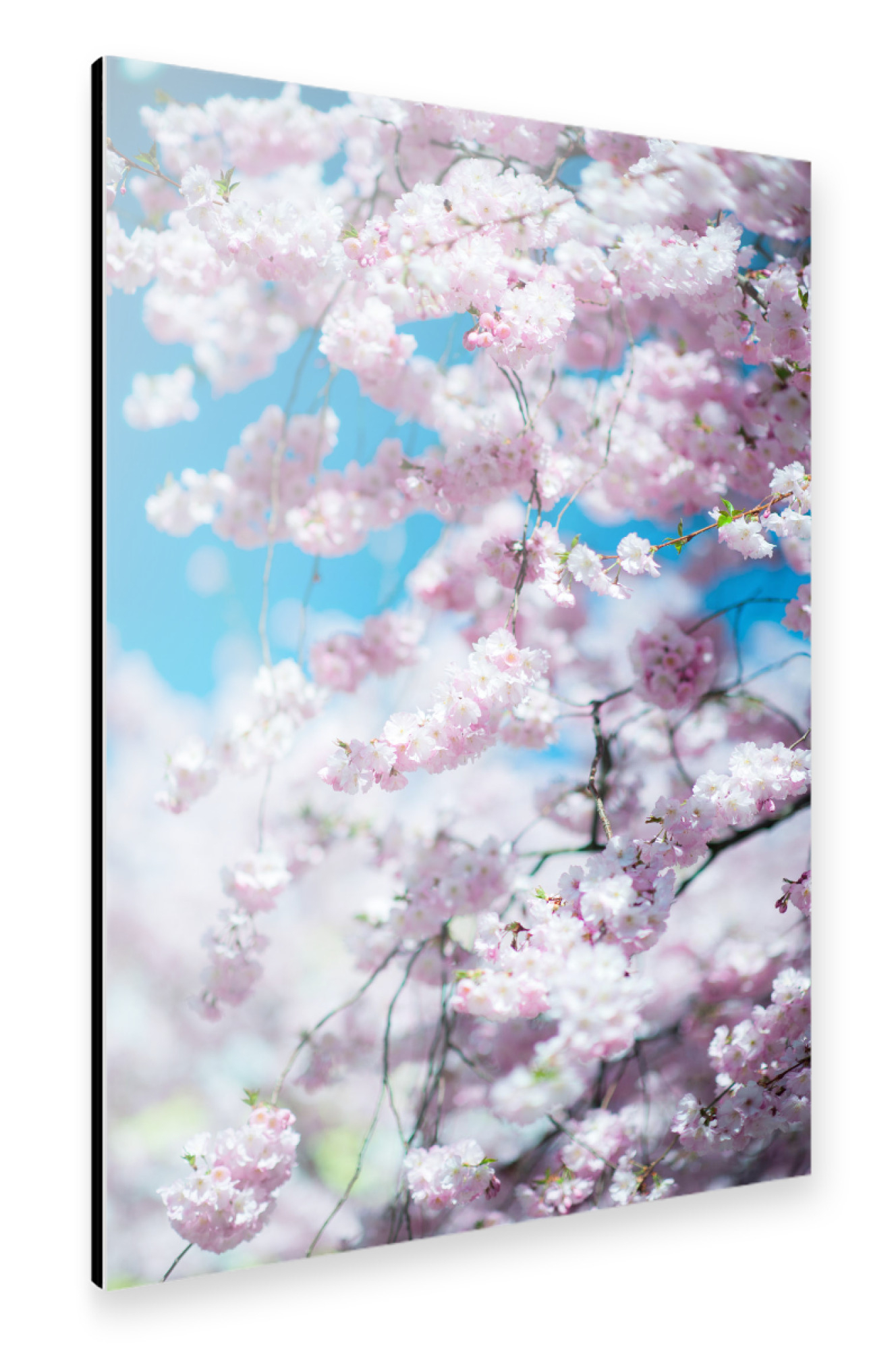 Alu-Dibond "Pink japanese cherry blossom" 30x20 cm artboxONE