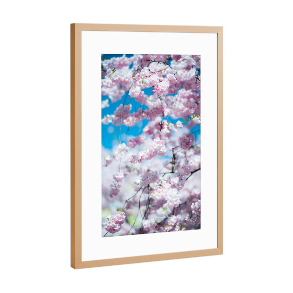 Poster mit Rahmen Kupfer "Pink japanese cherry blossom" artboxONE - Floral - April,Spring,Japanese,Cherry blossom,Tree,Colorful,March,Blume,Floral
