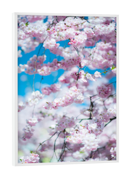Poster mit weißem Rahmen "Pink japanese cherry blossom" artboxONE - Floral - April,Spring,Japanese,Cherry blossom,Tree,Colorful,March,Blume,Floral