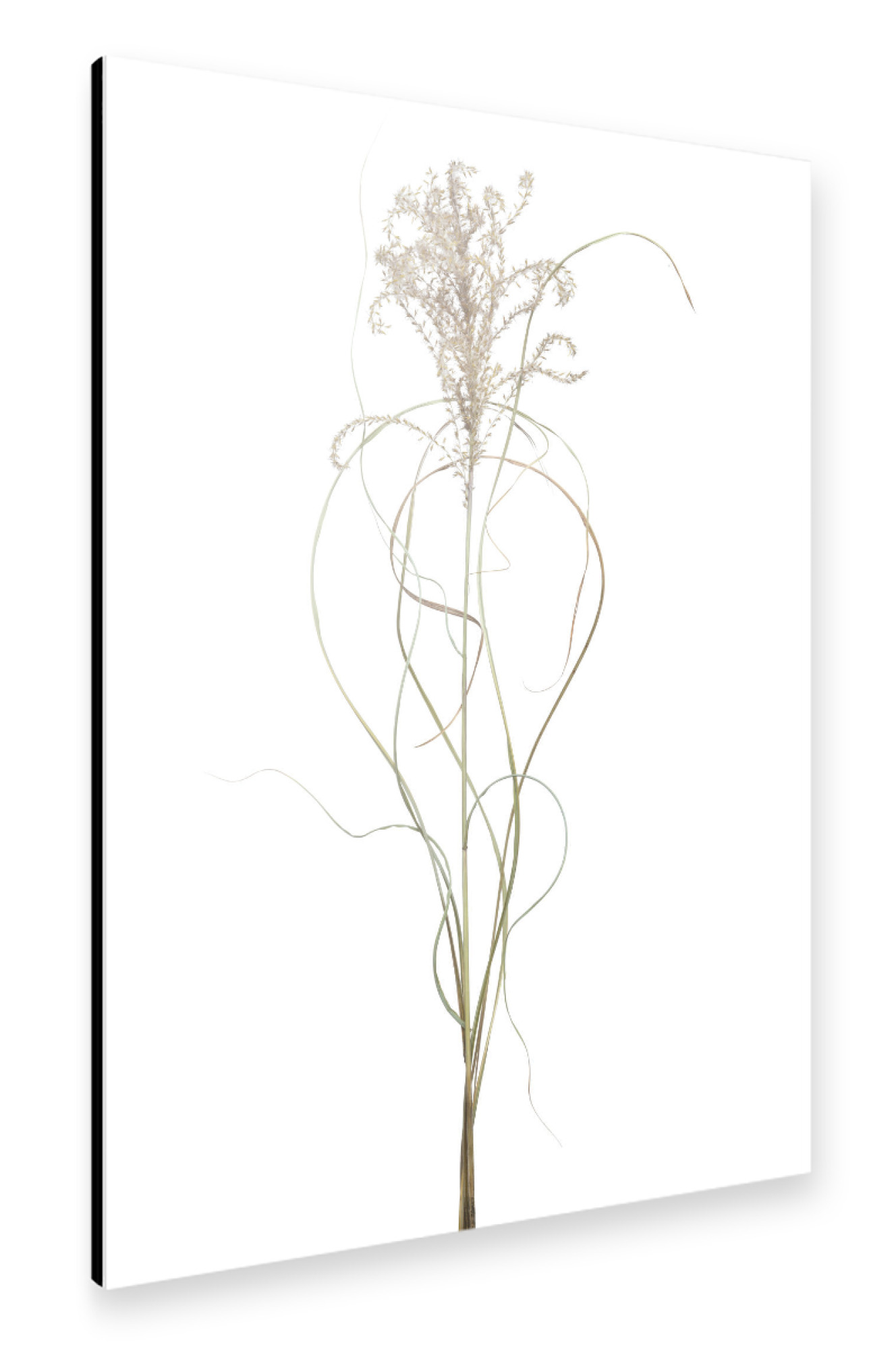 Alu-Dibond "Chinaschilf" 75x50 cm artboxONE