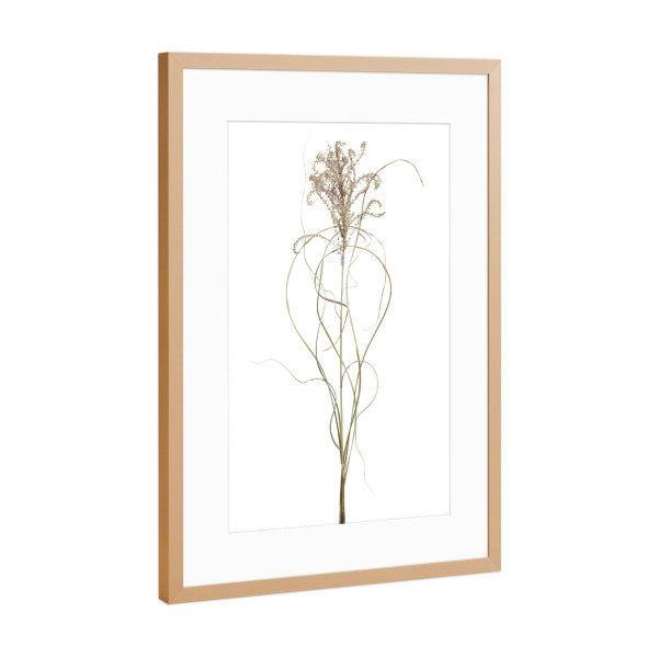 Poster mit Rahmen Kupfer "Chinaschilf" artboxONE - Floral - Natur,Pflanze,Botanik,Miscanthussinensis,Chinaschilf,Gras,Blüte,Herbst,Trocken