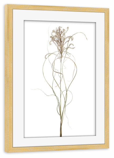 Poster mit Rahmen kiefer "Chinaschilf" artboxONE - Floral - Natur,Pflanze,Botanik,Miscanthussinensis,Chinaschilf,Gras,Blüte,Herbst,Trocken
