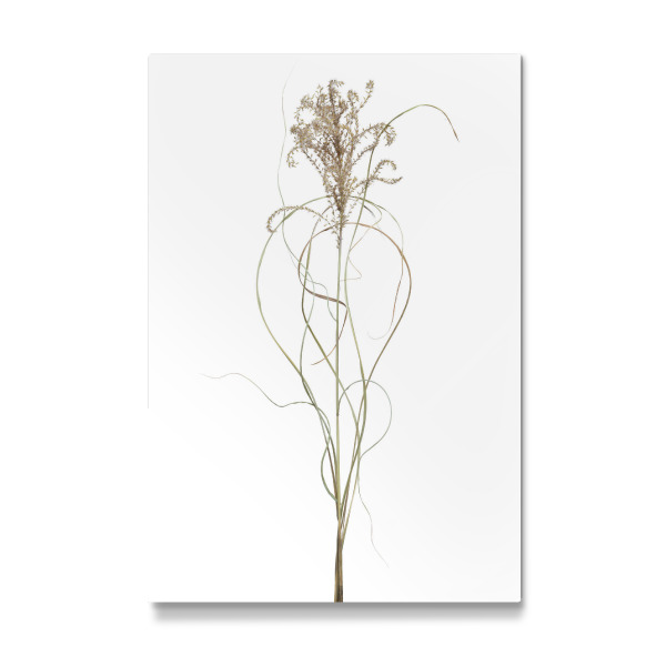 Galerie-Print "Chinaschilf" 30x20 cm artboxONE