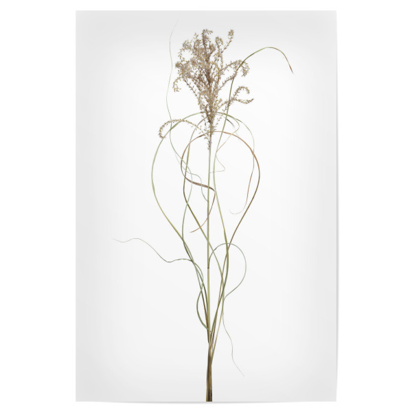 Poster 30x20 cm "Chinaschilf" artboxONE - Floral - Natur,Pflanze,Botanik,Miscanthussinensis,Chinaschilf,Gras,Blüte,Herbst,Trocken