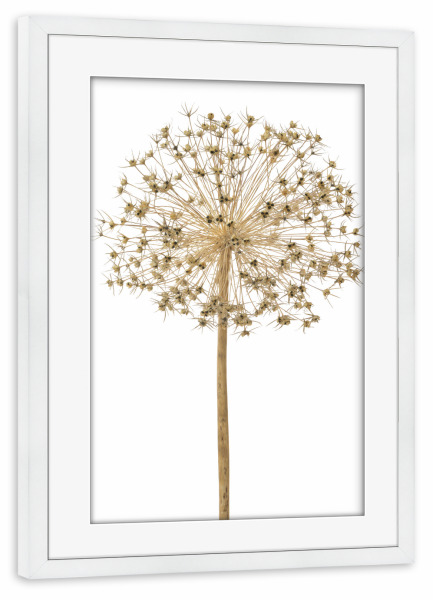 Poster mit Rahmen weiß "Sternkugellauch" artboxONE - Natur,Floral