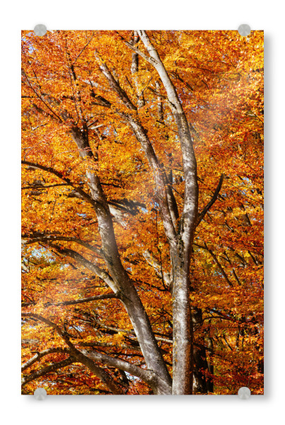 Acrylglasbild "Colorful tree in autumn" artboxONE - Natur