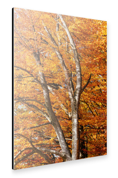 Alu-Dibond "Colorful tree in autumn" 30x20 cm artboxONE