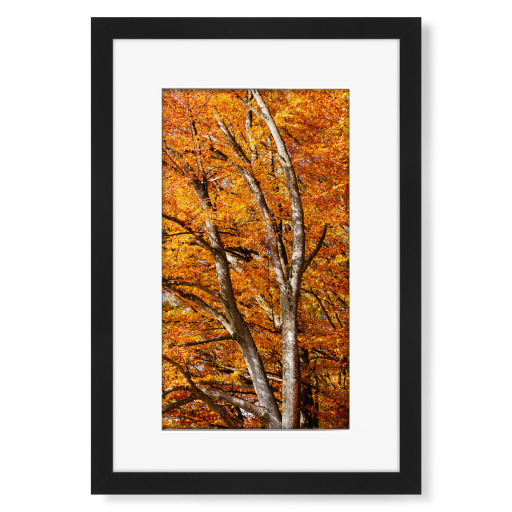 Colorful tree in autumn