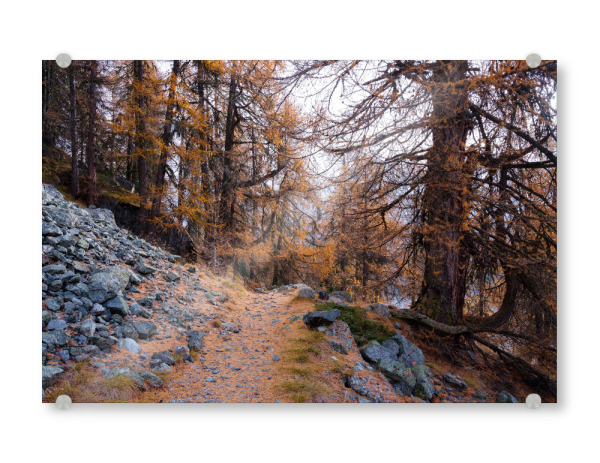 Acrylglasbild "Footpath throug larch forest" artboxONE - Natur