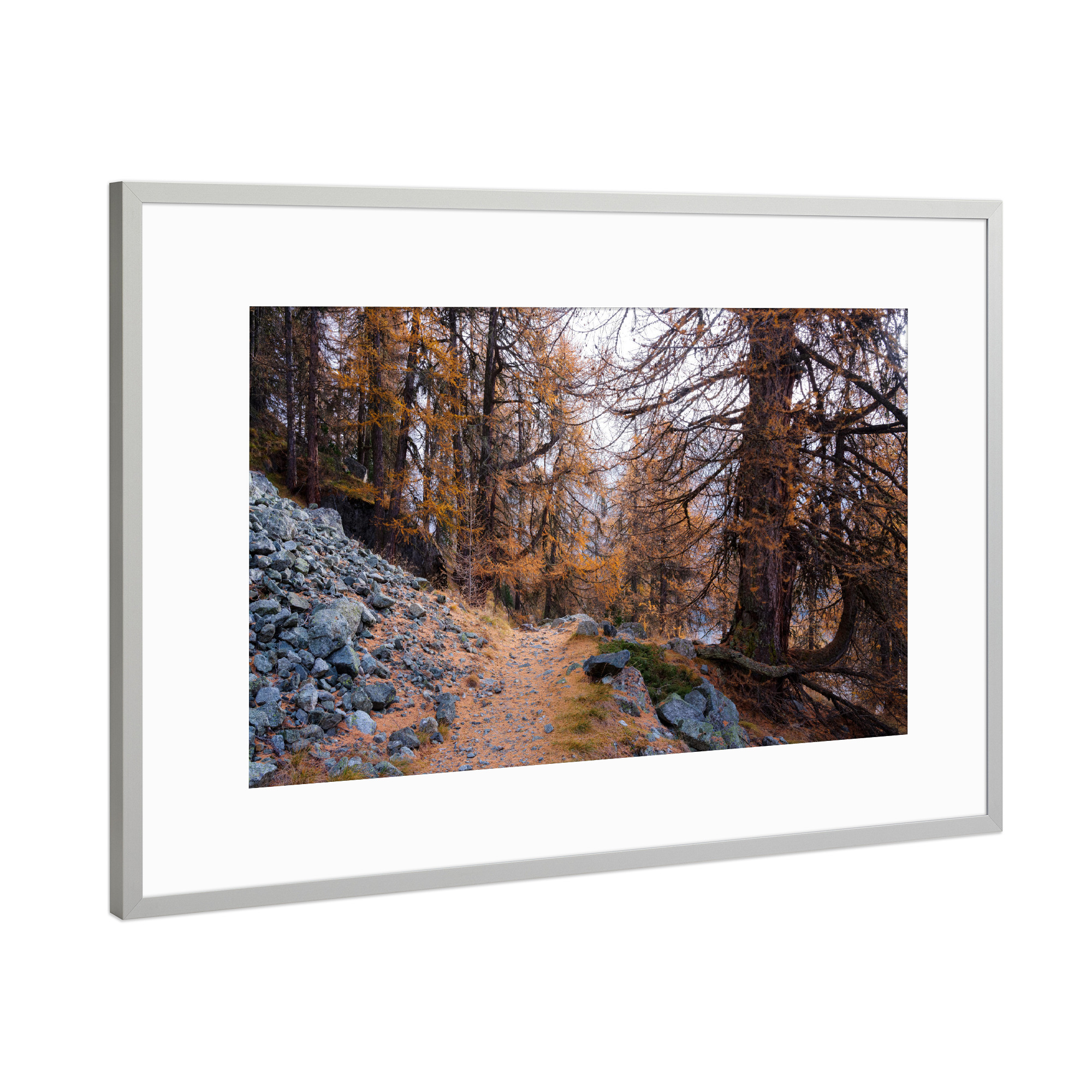 Poster mit Rahmen Silber "Footpath throug larch forest" artboxONE - Natur