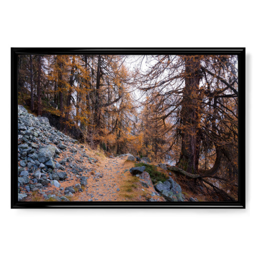 Footpath throug larch forest