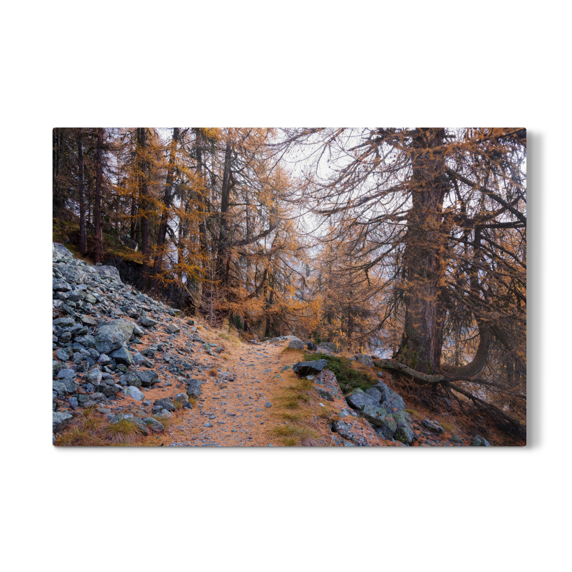 Galerie-Print "Footpath throug larch forest" 30x20 cm artboxONE