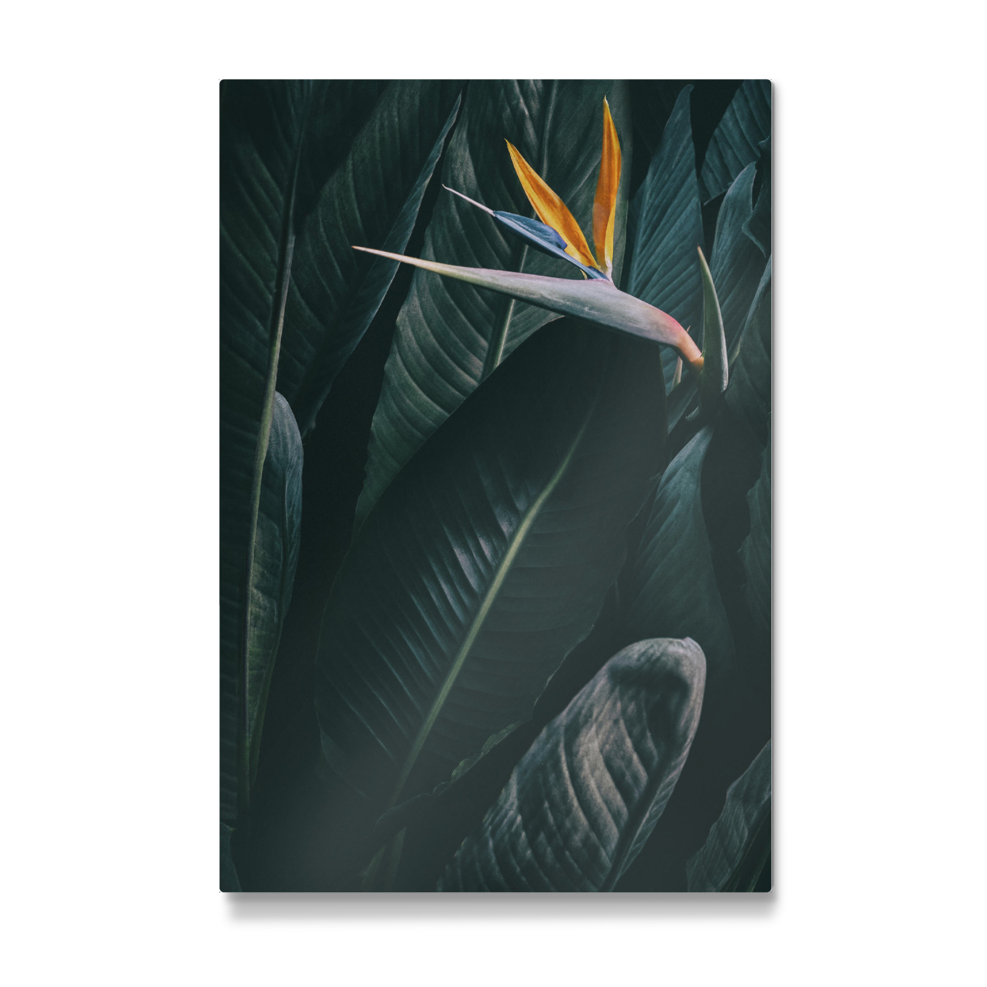 Galerie-Print "Bird of paradise" 75x50 cm artboxONE