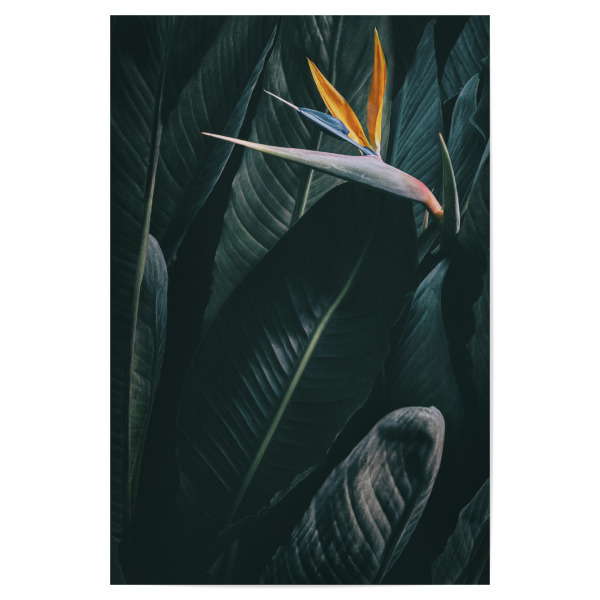 Poster 30x20 cm "Bird of paradise" artboxONE - Floral