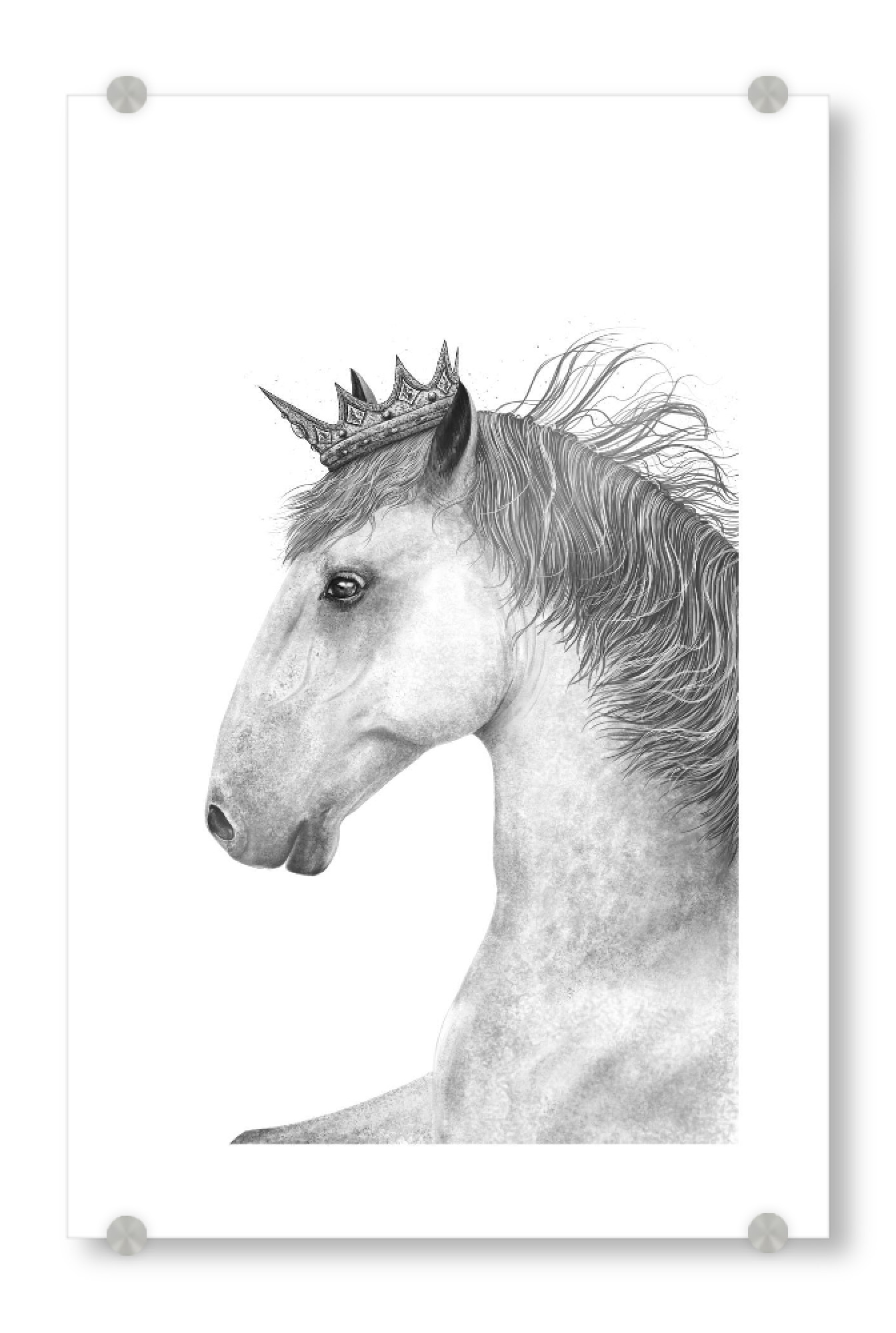 Acrylglasbild "King horse" artboxONE - Tiere,Schwarzweiß,Für Papa,Lustig - Horse,King,Royal,Black and white,Beauty,Pferdeliebhaber,Geschenk