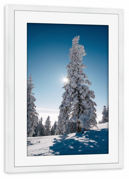 Poster mit Rahmen weiß "Snow covered trees on Mount Rigi" artboxONE - Natur