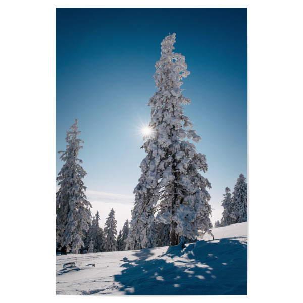 Poster "Snow covered trees on Mount Rigi" artboxONE - Natur