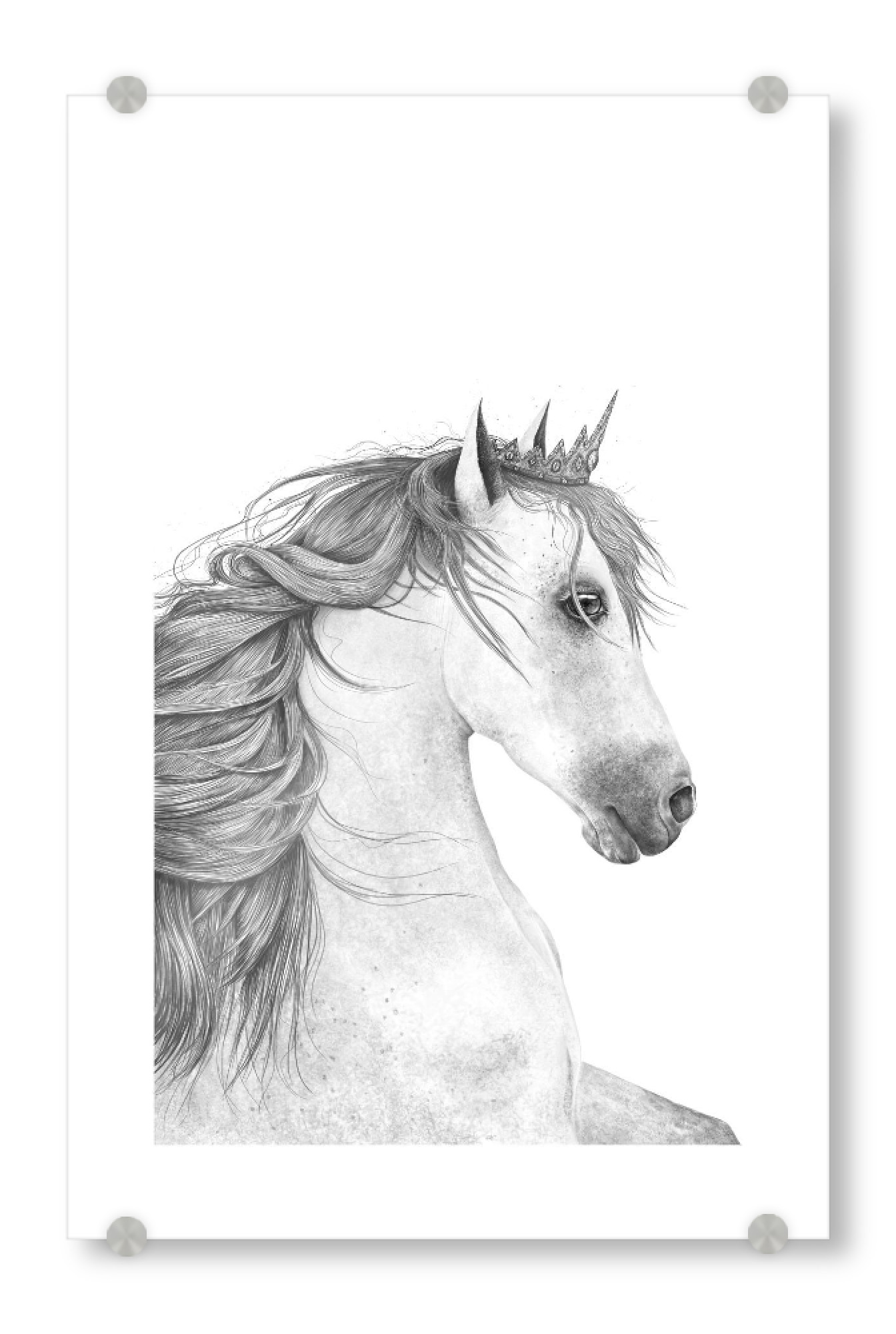 Acrylglasbild "Queen horse" artboxONE - Tiere,Schwarzweiß,Für Mama,Lustig - Queen,Horse,Black and white,Royal,Beauty
