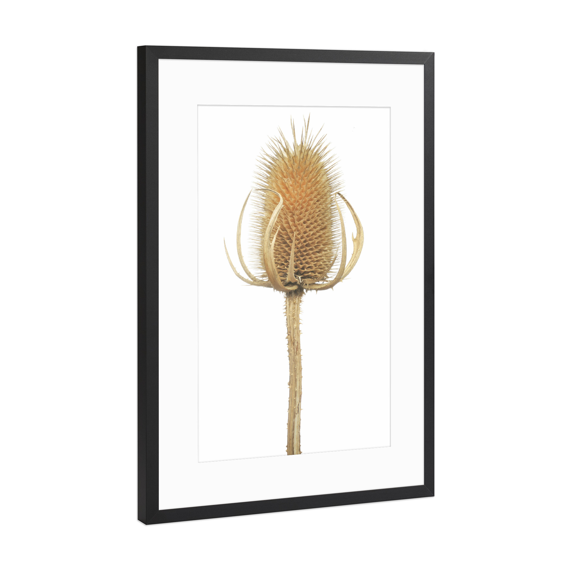 Poster mit Rahmen Schwarz (Metallic) "Wilde Karde" artboxONE - Natur,Floral
