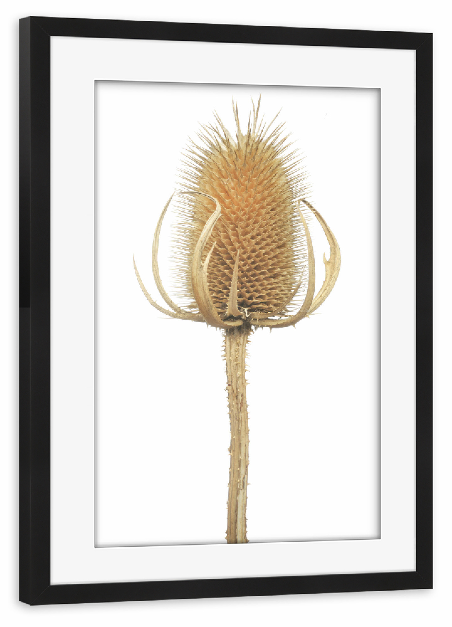 Poster mit Rahmen schwarz "Wilde Karde" artboxONE - Natur,Floral