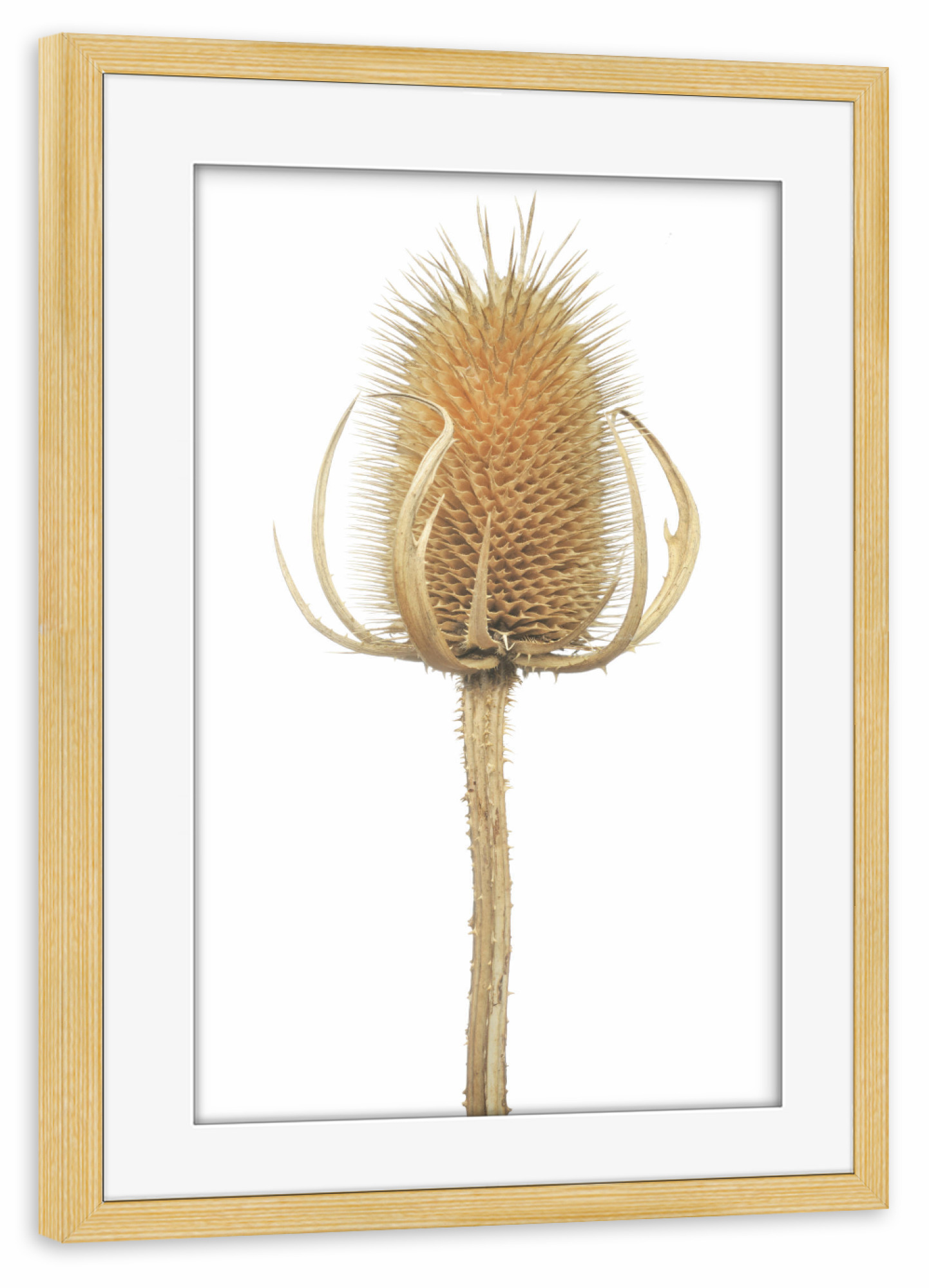 Poster mit Rahmen kiefer "Wilde Karde" artboxONE - Natur,Floral
