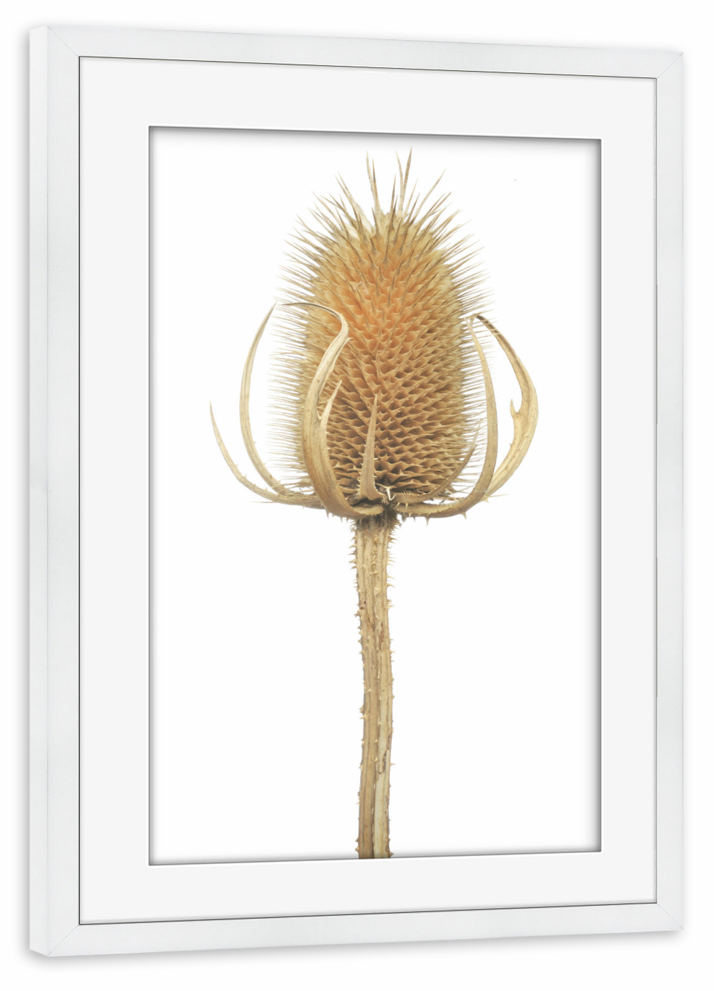Poster mit Rahmen weiß "Wilde Karde" artboxONE - Natur,Floral - Natur,Pflanze,Botanik,Dipsacussylvestris,Karde,Wildekarde,Blüte,Herbst,Trocken,Sterben