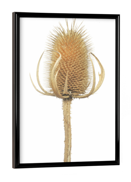 Poster mit schwarzem Rahmen "Wilde Karde" artboxONE - Natur,Floral