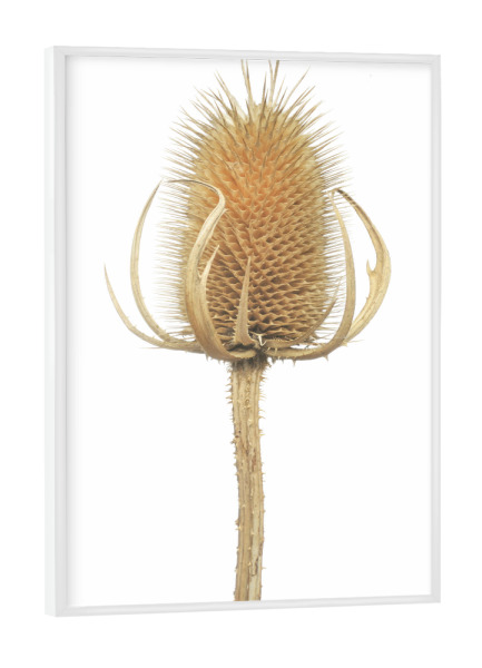Poster mit weißem Rahmen "Wilde Karde" artboxONE - Natur,Floral