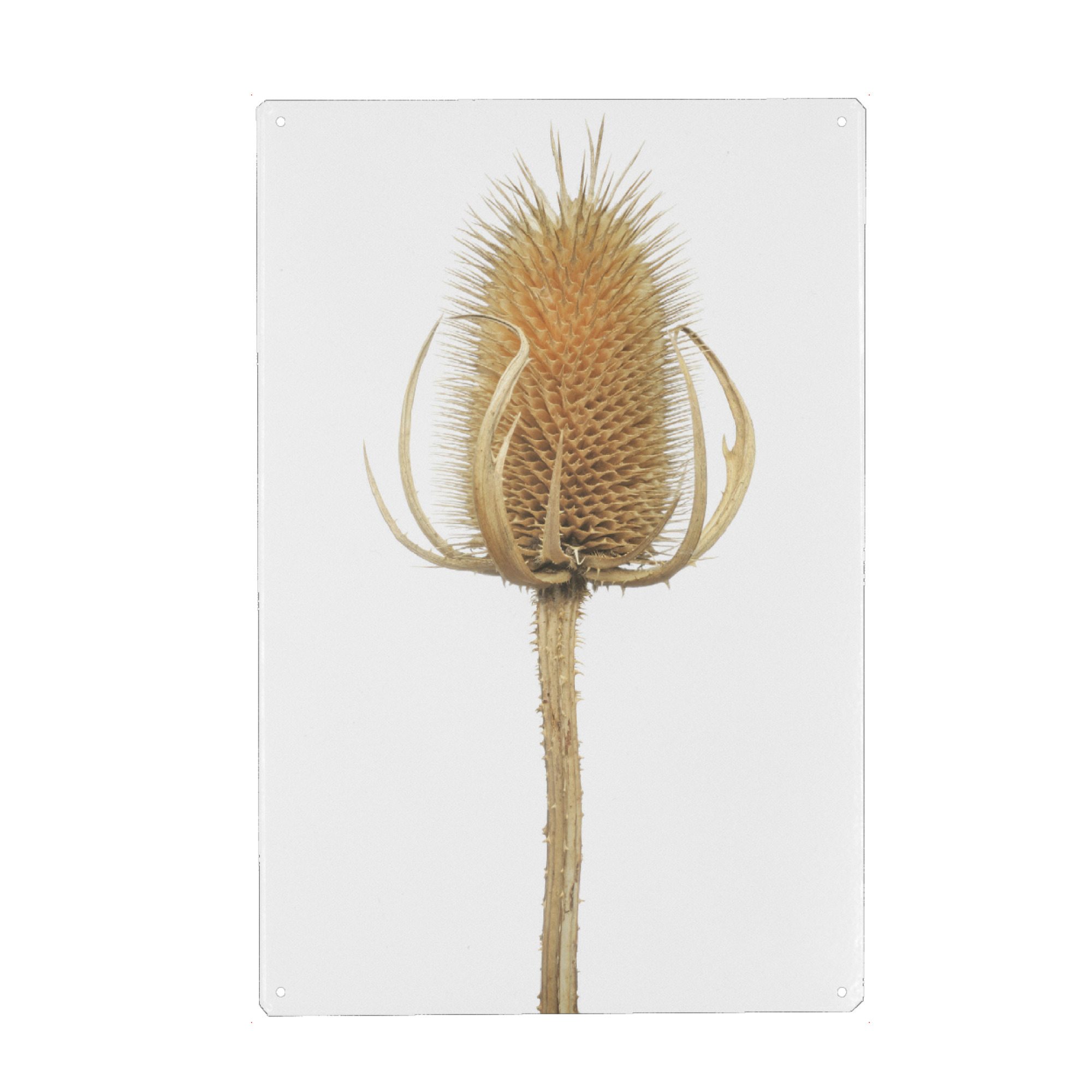 Metall Poster "Wilde Karde" artboxONE - Natur,Floral - Natur,Pflanze,Botanik,Dipsacussylvestris,Karde,Wildekarde,Blüte,Herbst,Trocken,Sterben