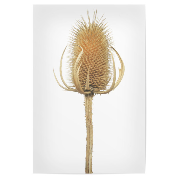 Poster "Wilde Karde" artboxONE - Natur,Floral - Natur,Pflanze,Botanik,Dipsacussylvestris,Karde,Wildekarde,Blüte,Herbst,Trocken,Sterben