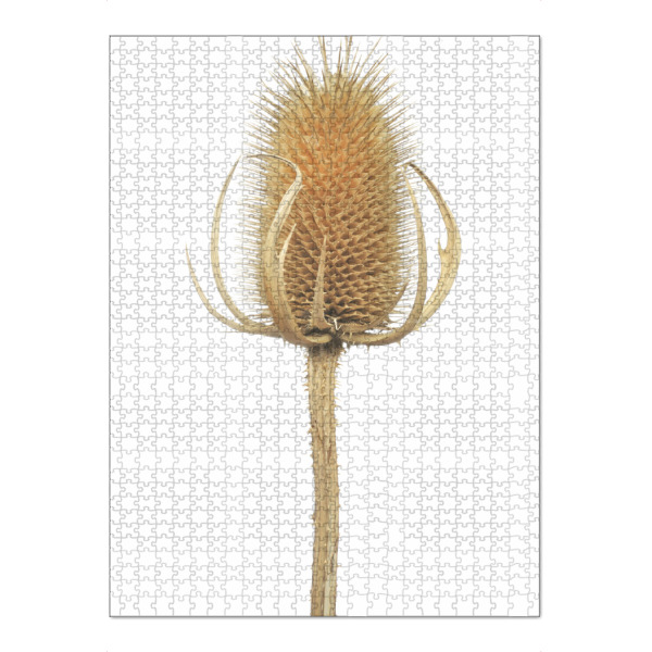 Puzzle Ravensburger "Wilde Karde" artboxONE - Natur,Floral - Natur,Pflanze,Botanik,Dipsacussylvestris,Karde,Wildekarde,Blüte,Herbst,Trocken,Sterben