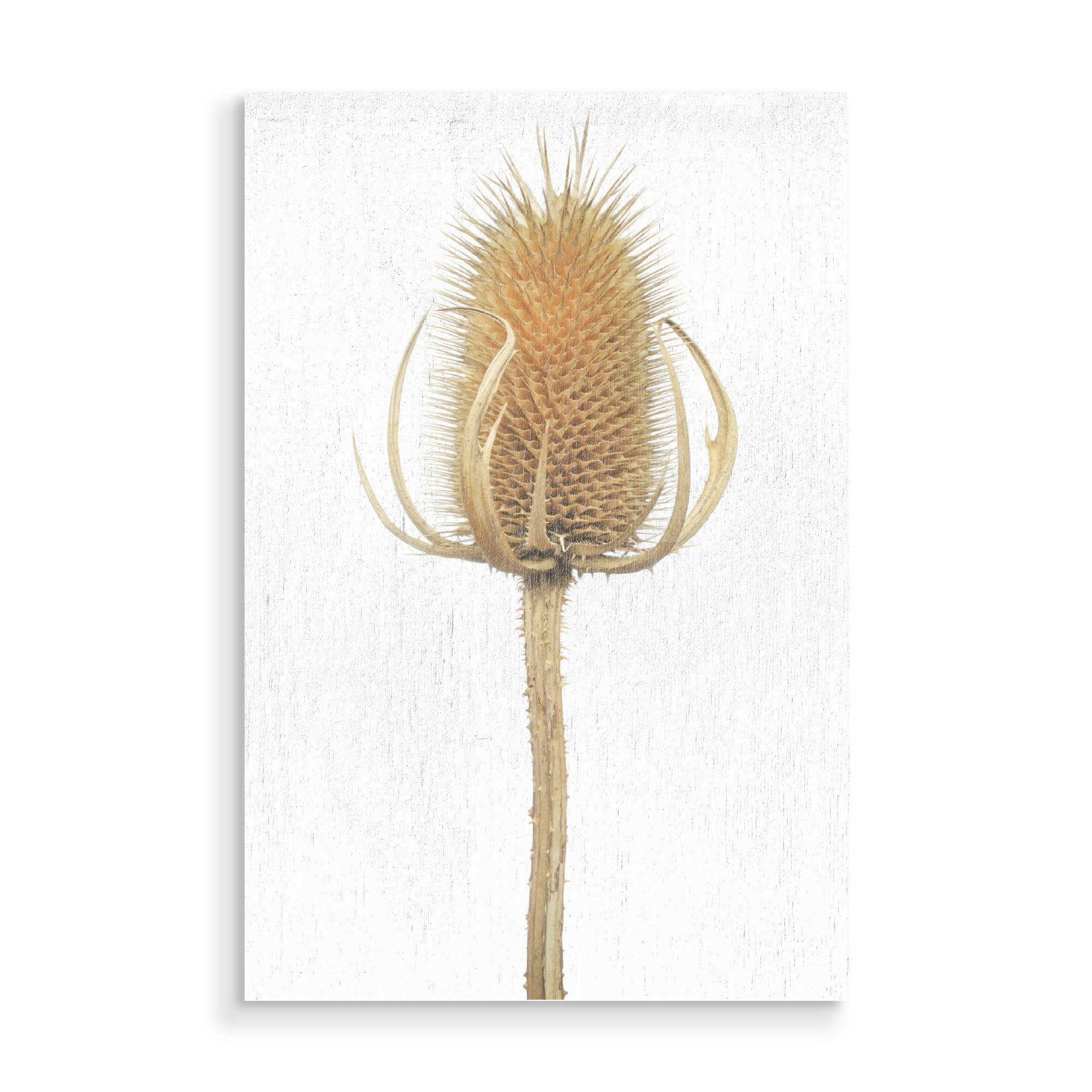 Holzbild "Wilde Karde" artboxONE - Natur,Floral - Natur,Pflanze,Botanik,Dipsacussylvestris,Karde,Wildekarde,Blüte,Herbst,Trocken,Sterben