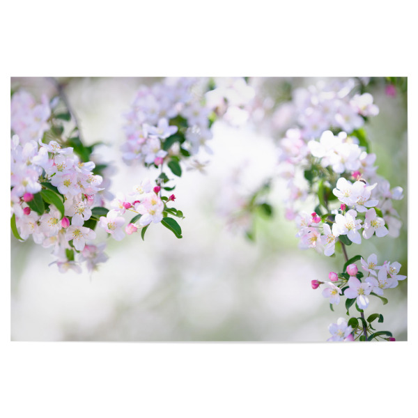Poster "Branches of white blooming tree" artboxONE - Natur