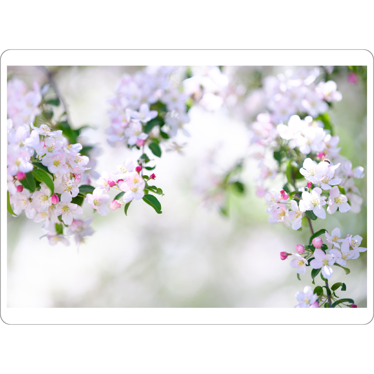 Tischset "Branches of white blooming tree" artboxONE - Natur