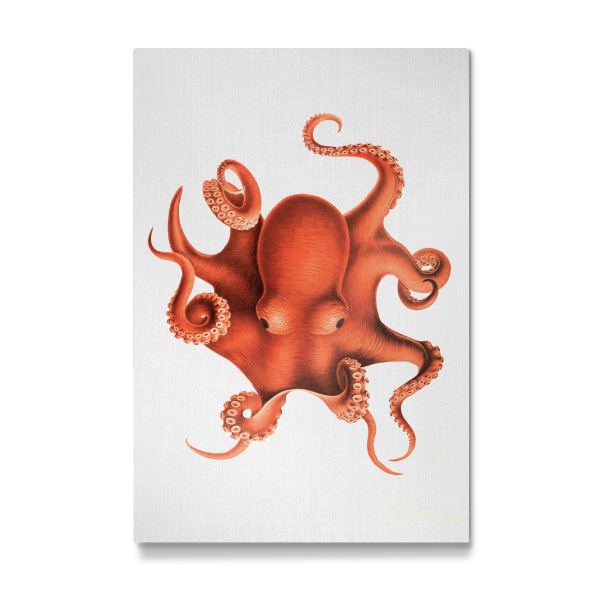 Galerie-Print "Octopus - Watercolor" 30x20 cm artboxONE