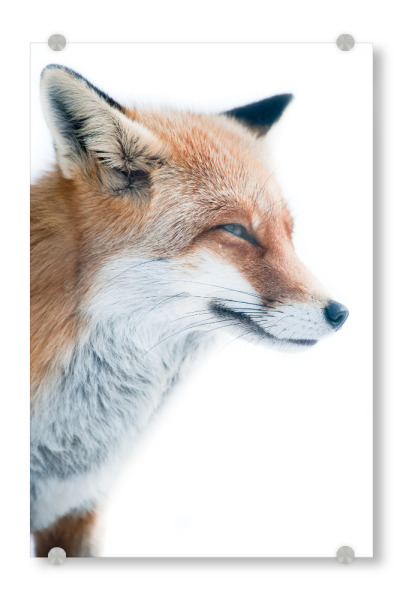 Acrylglasbild "Red fox portrait" artboxONE - Tiere