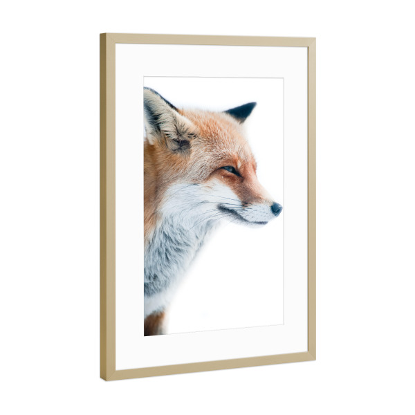 Poster mit Rahmen Gold "Red fox portrait" artboxONE - Tiere