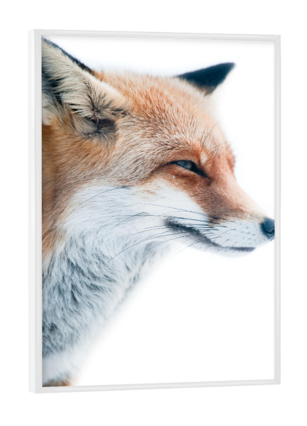 Poster mit weißem Rahmen "Red fox portrait" artboxONE - Tiere