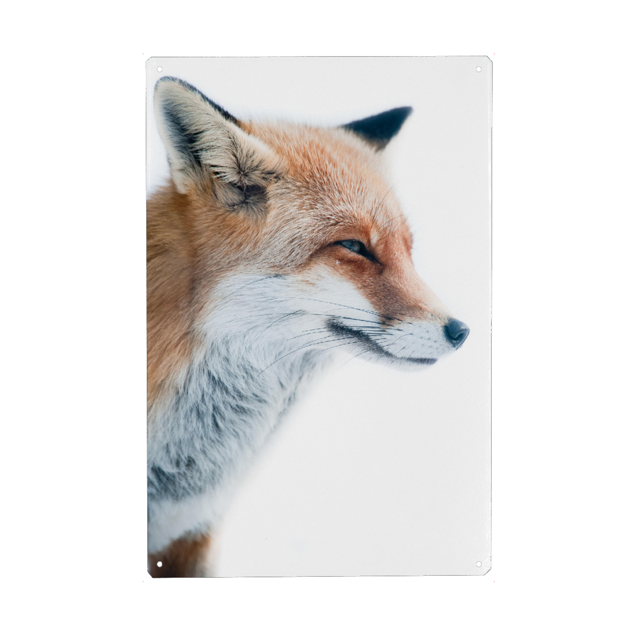Metall Poster "Red fox portrait" artboxONE - Tiere