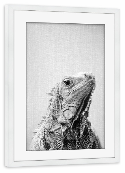 Poster mit Rahmen weiß "Iguana - Black & White" artboxONE - Natur,Reise,Für Kinder,Tiere,Schwarzweiß,Für Mama,Für Papa,Lustig