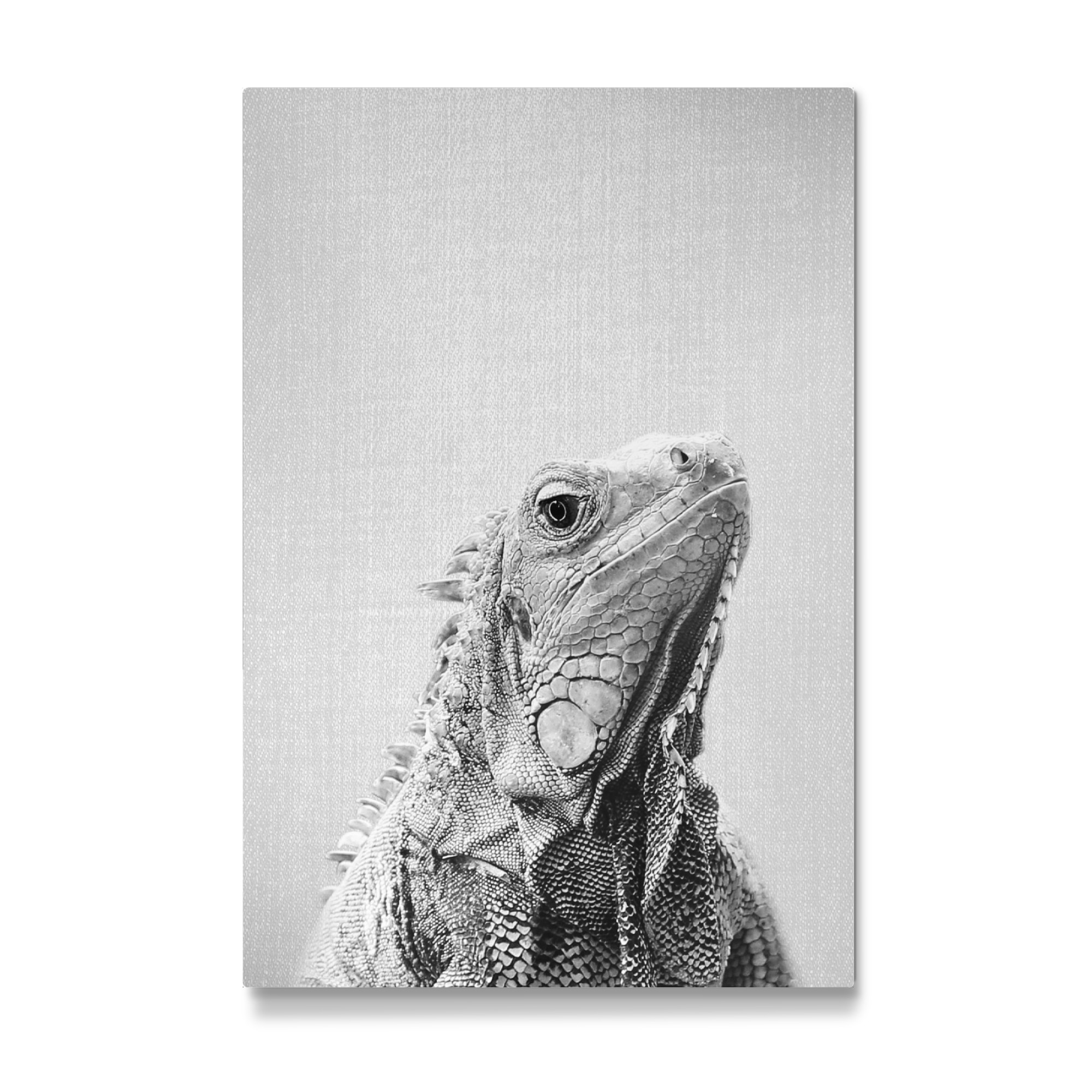 Galerie-Print "Iguana - Black & White" 75x50 cm artboxONE