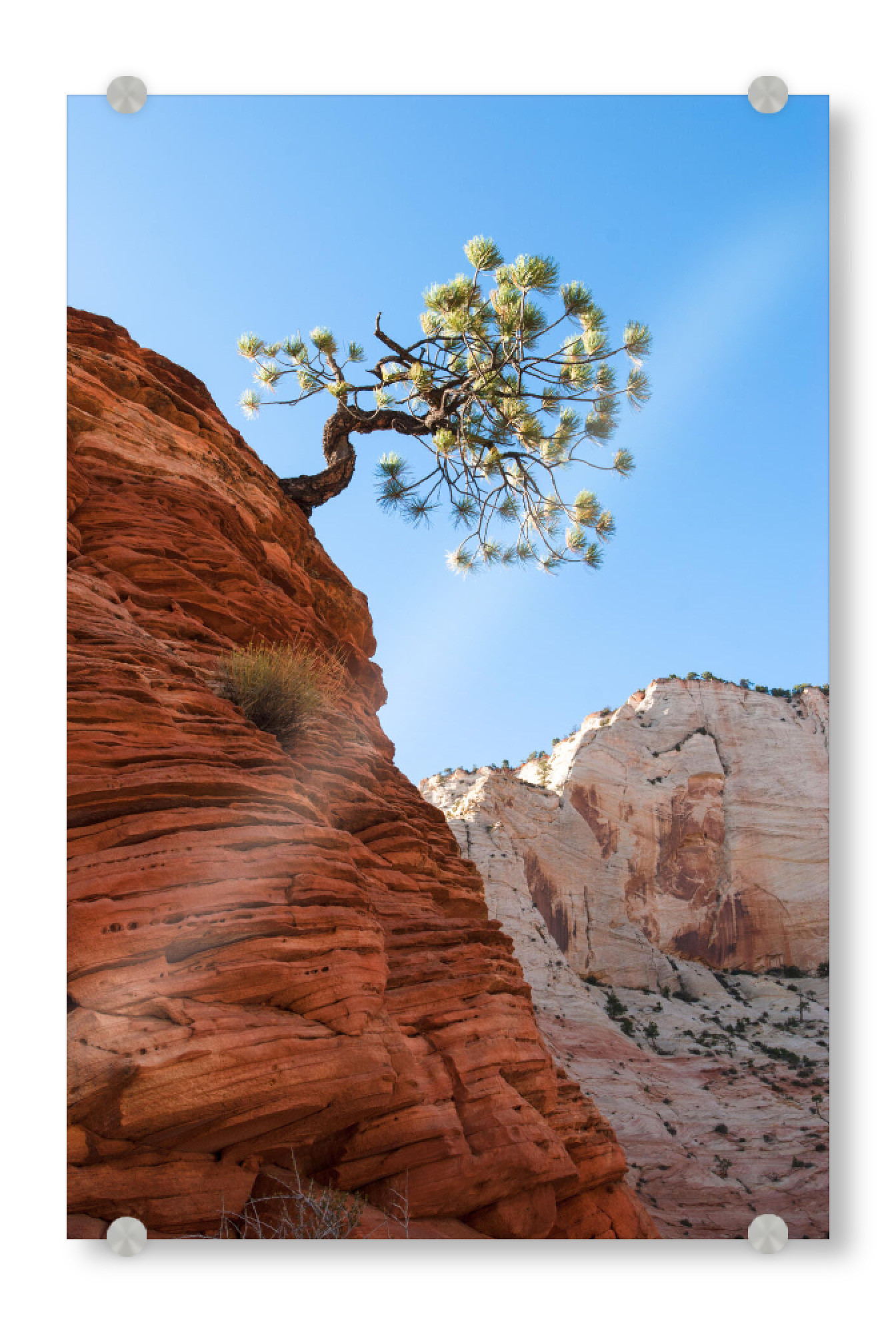 Acrylglasbild "Lonely pine" artboxONE - Natur