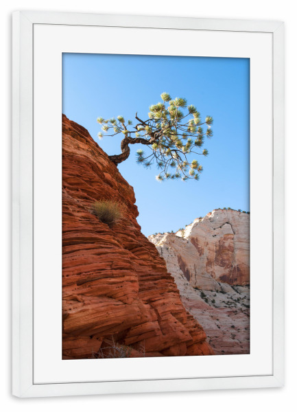 Poster mit Rahmen weiß "Lonely pine" artboxONE - Natur