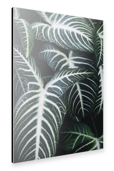 Alu-Dibond "Jungle-II" 30x20 cm artboxONE