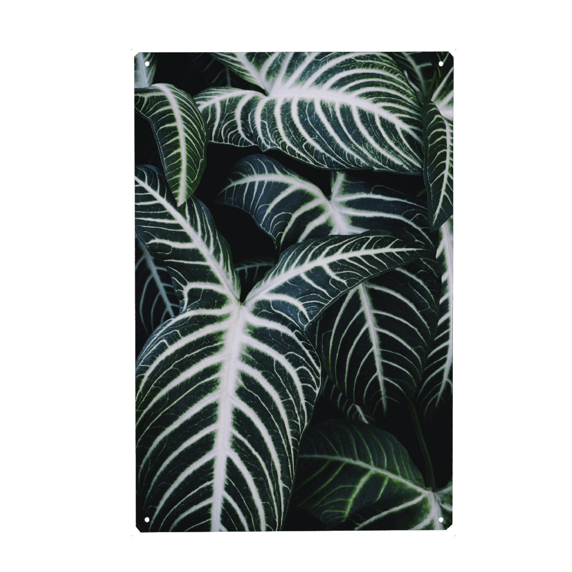 Metall Poster "Jungle-II" artboxONE - Natur